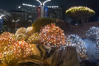 백석대·백석문화대 크리스마스 트리